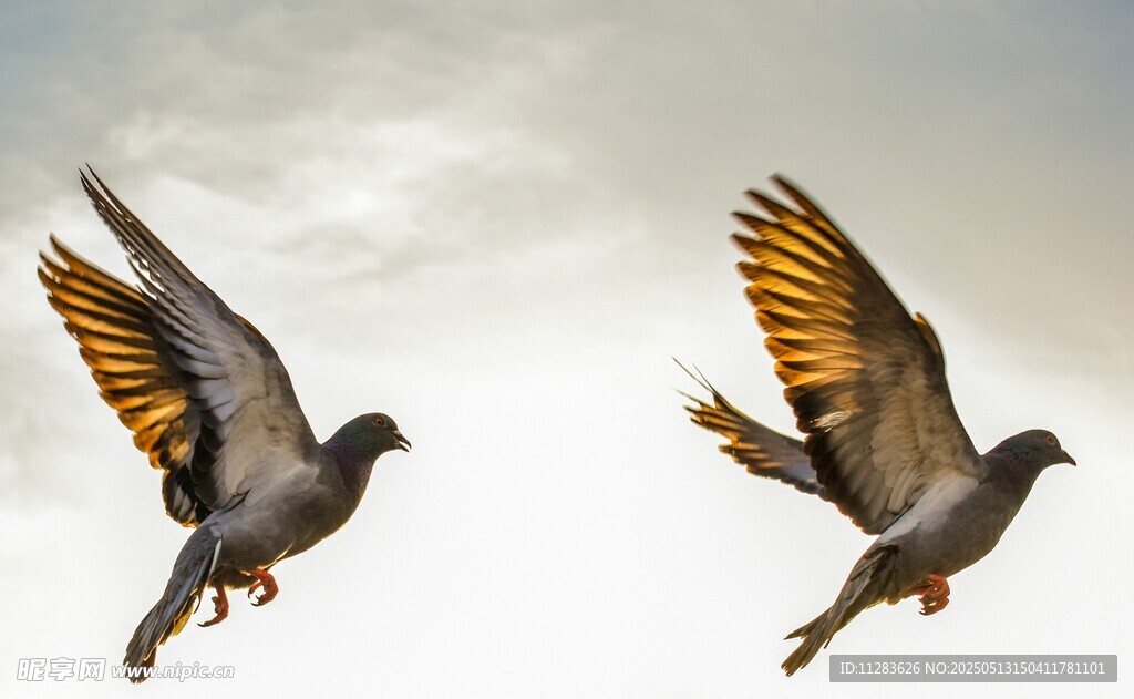 双鸽展翅翱翔天际