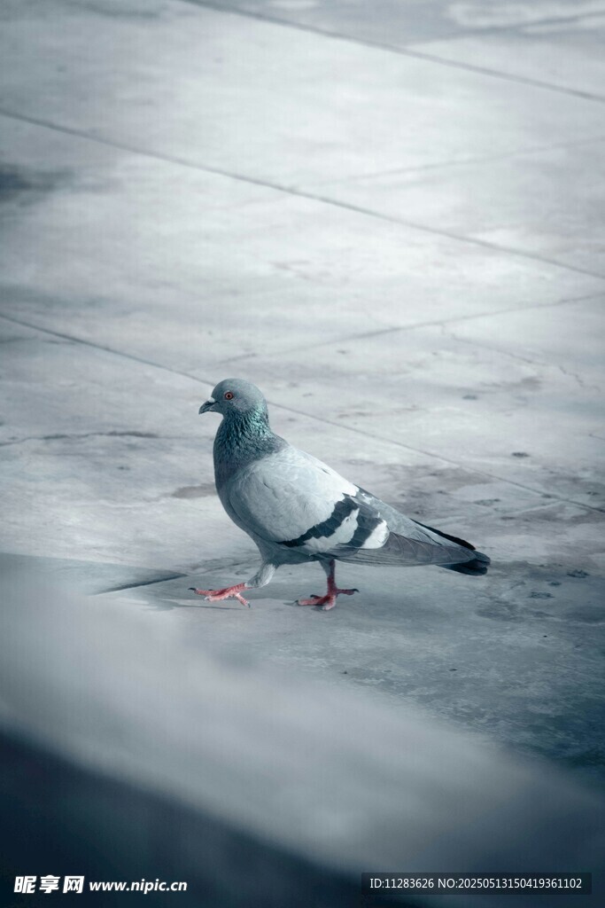 街道上的独行鸽子