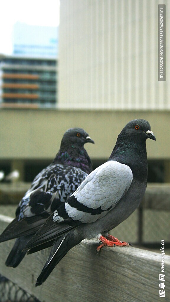两只鸽子立于栏杆上