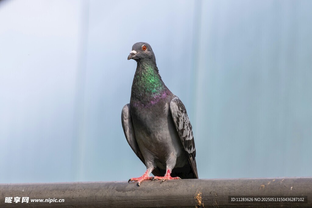 站在栏杆上的灰鸽子