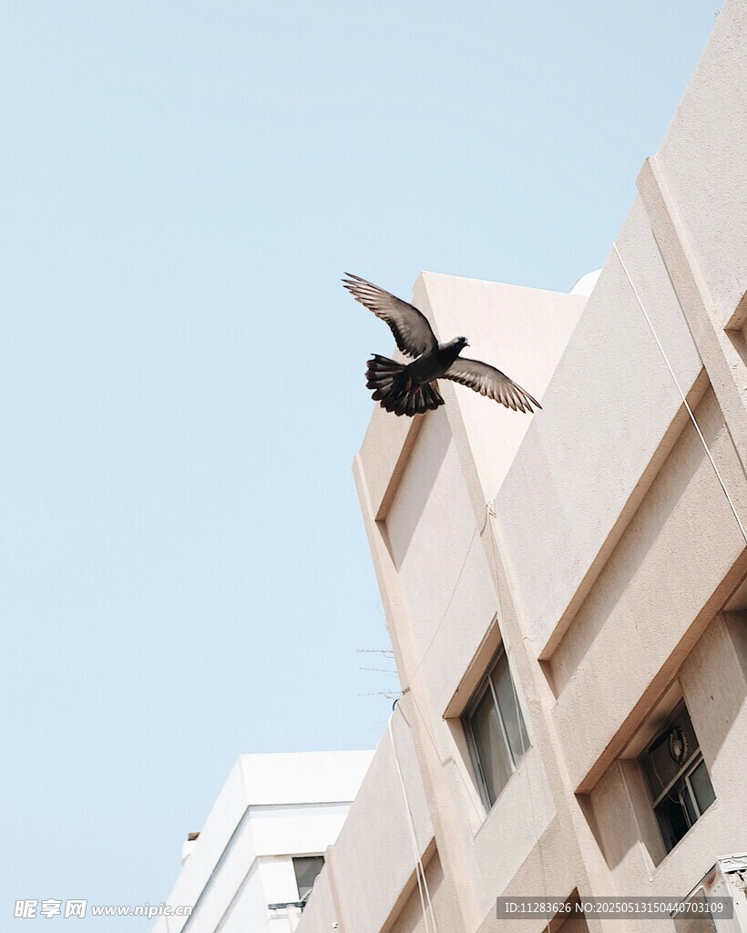 飞翔的鸽子