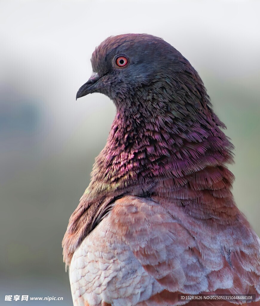 多彩羽毛的鸽子特写