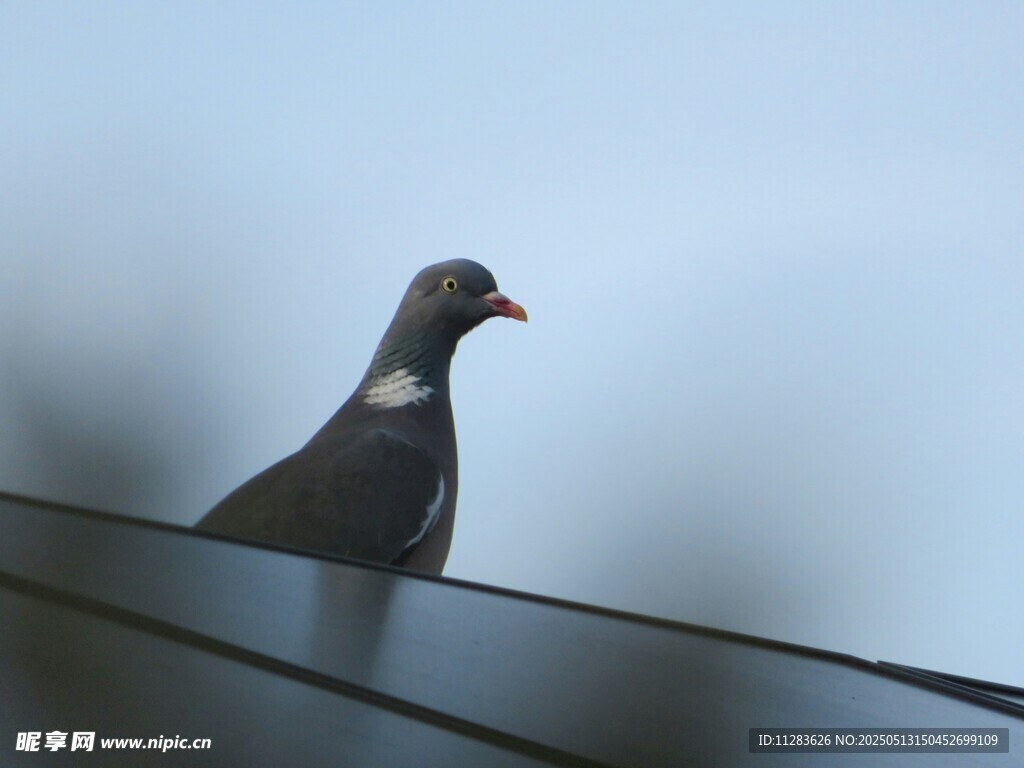 屋顶上的鸽子