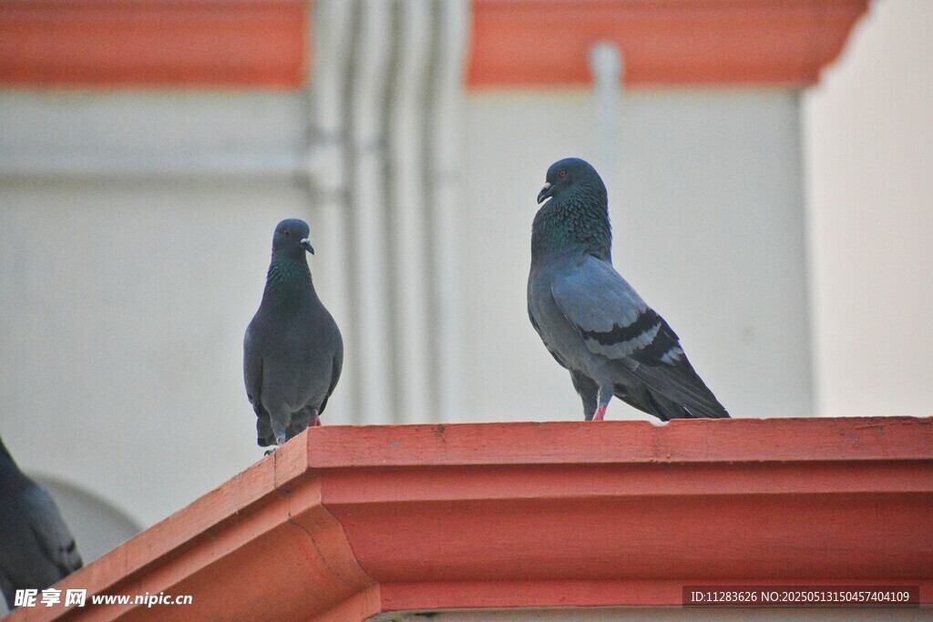 屋顶上的两只鸽子