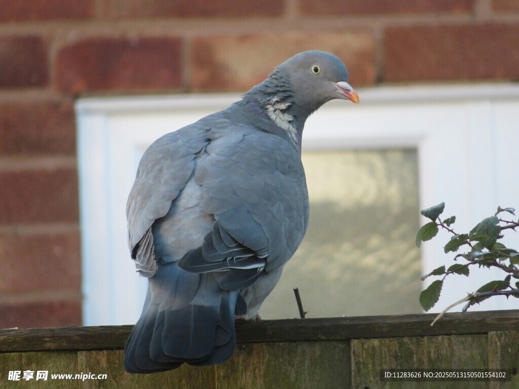 木栏上的灰鸽