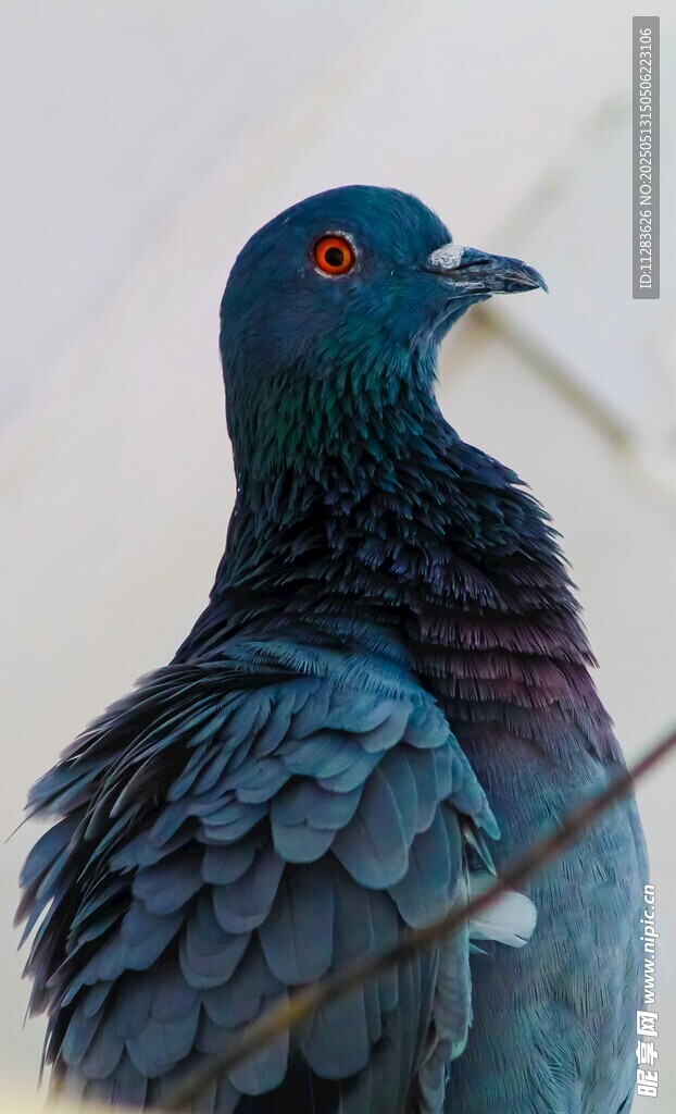 蓝羽红眸鸽子特写