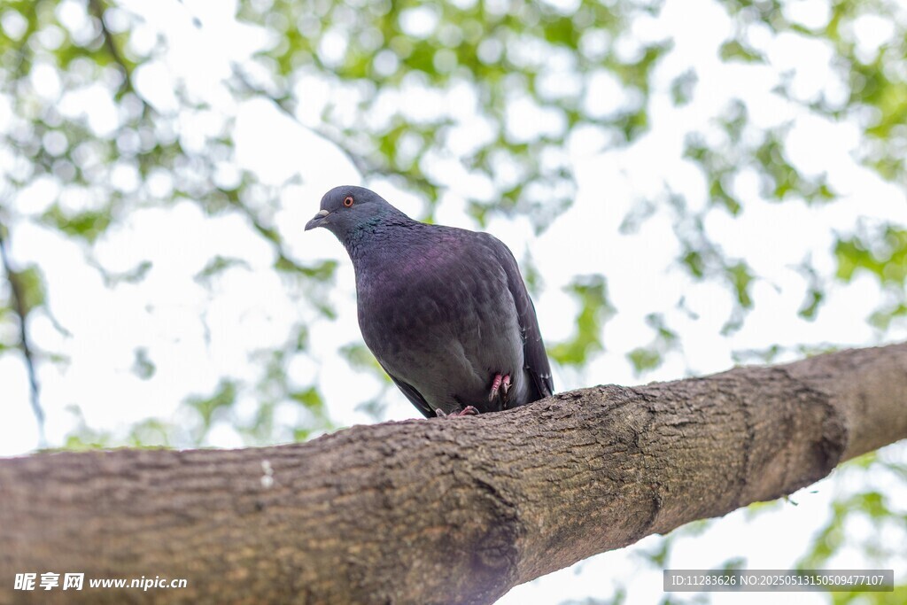 枝头静立的灰鸽子