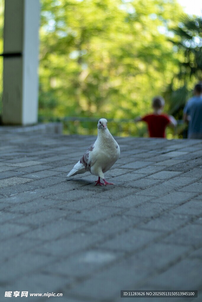 漫步地面的白色鸽子