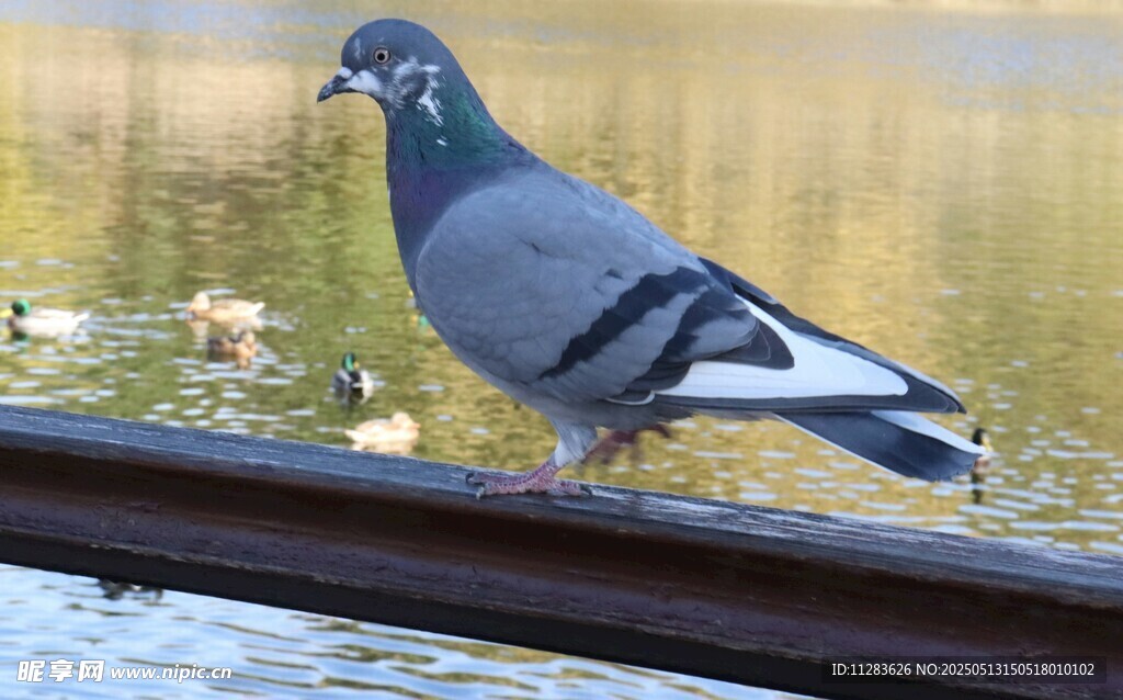 水边栏杆上的灰鸽子