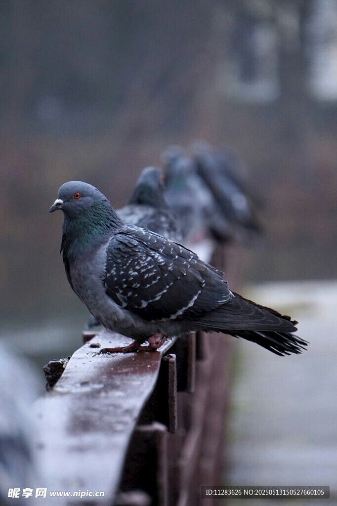栏杆上的几只鸽子