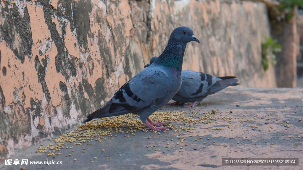 墙边觅食的灰鸽子