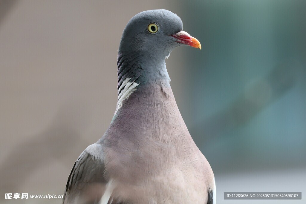 灰羽鸽特写