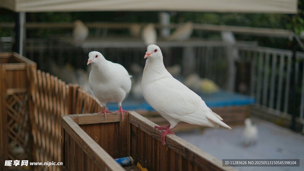 两只白鸽立于栏杆