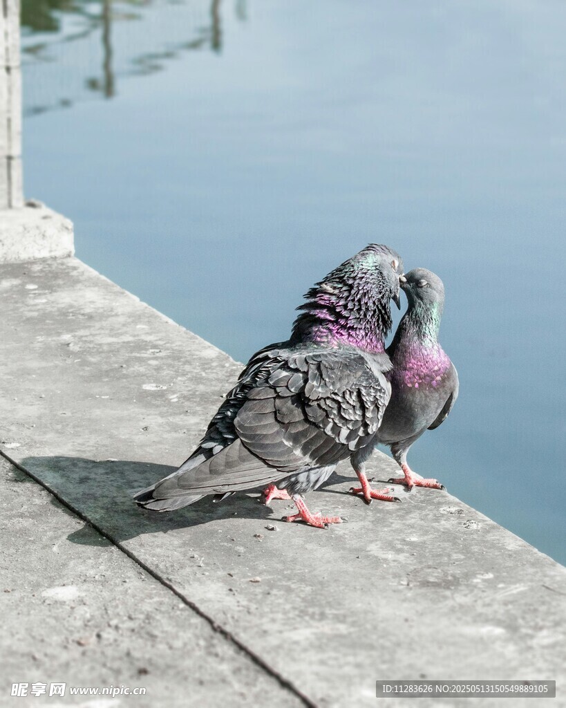 两只鸽子立于水边石台