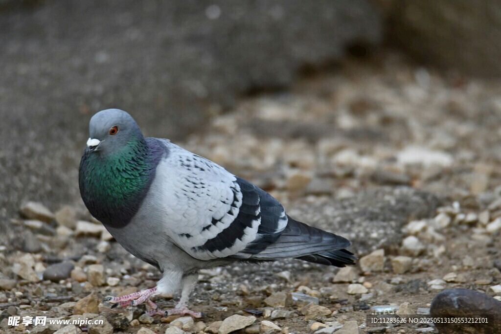 灰鸽立于碎石地面