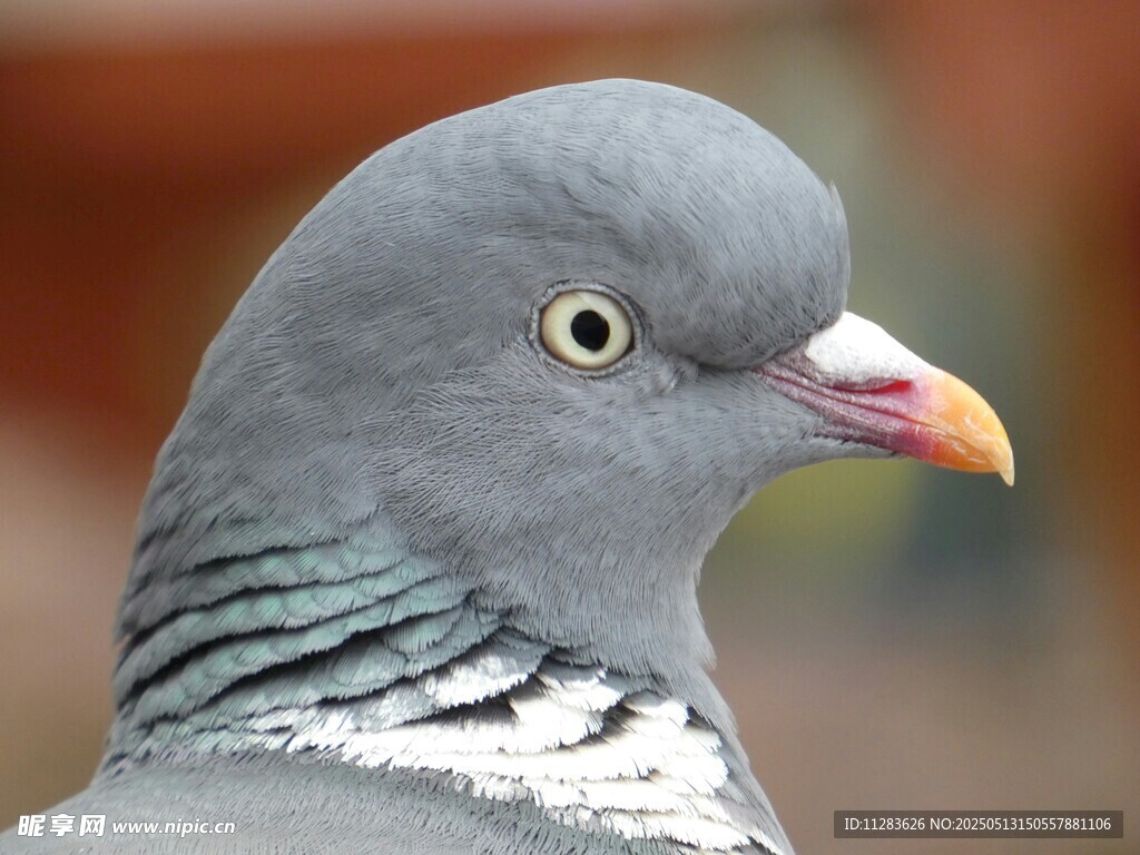 灰鸽特写