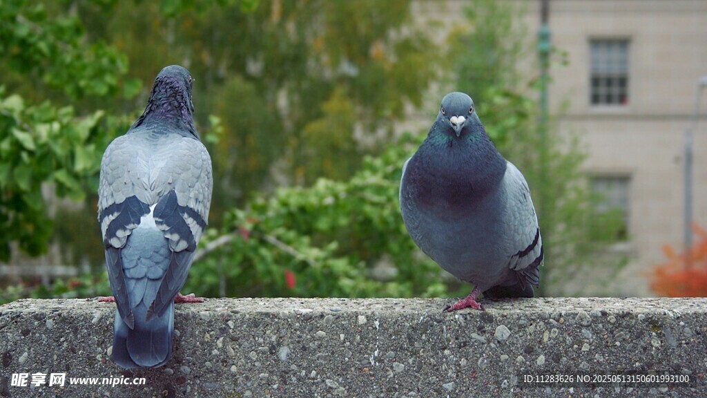 两只鸽子立于石上