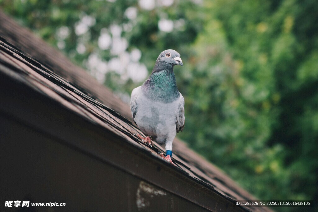 屋顶上的鸽子