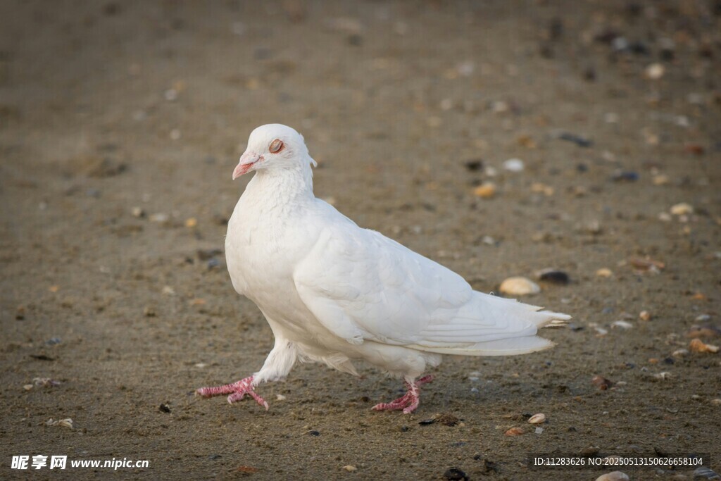 漫步的白鸽