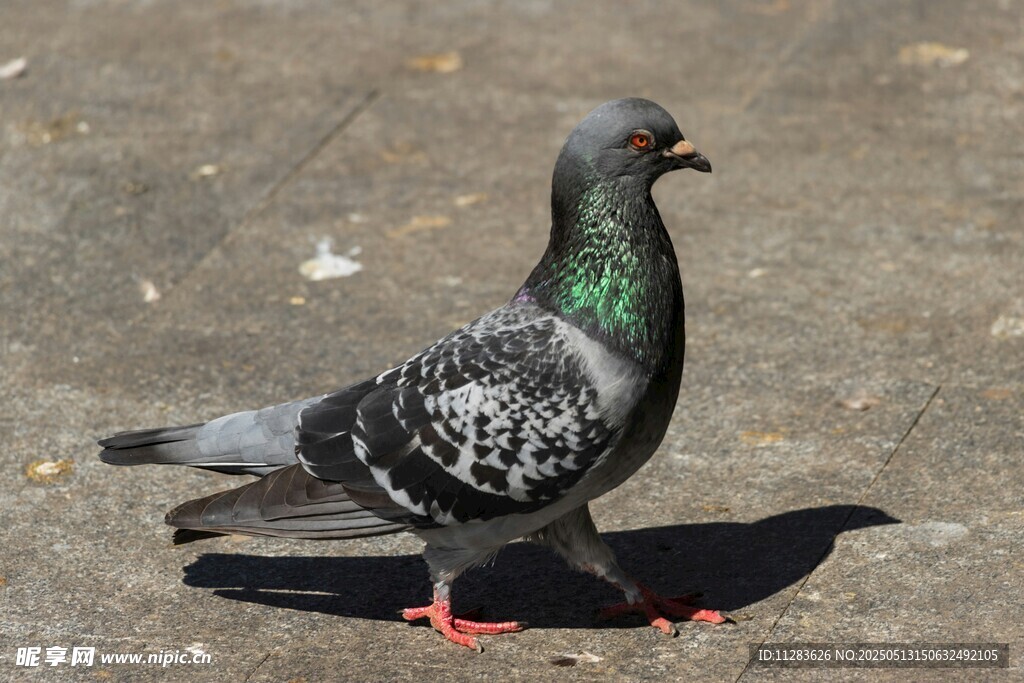 灰羽红爪鸽子在地面行走