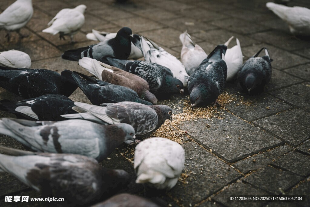 群鸽聚集地面啄食谷物