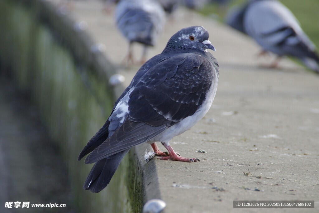 站在墙边的灰黑色鸽子