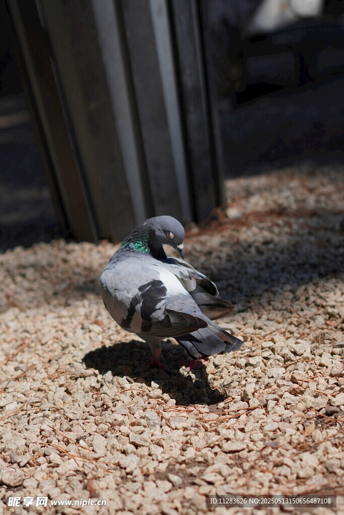 地面上的灰鸽子