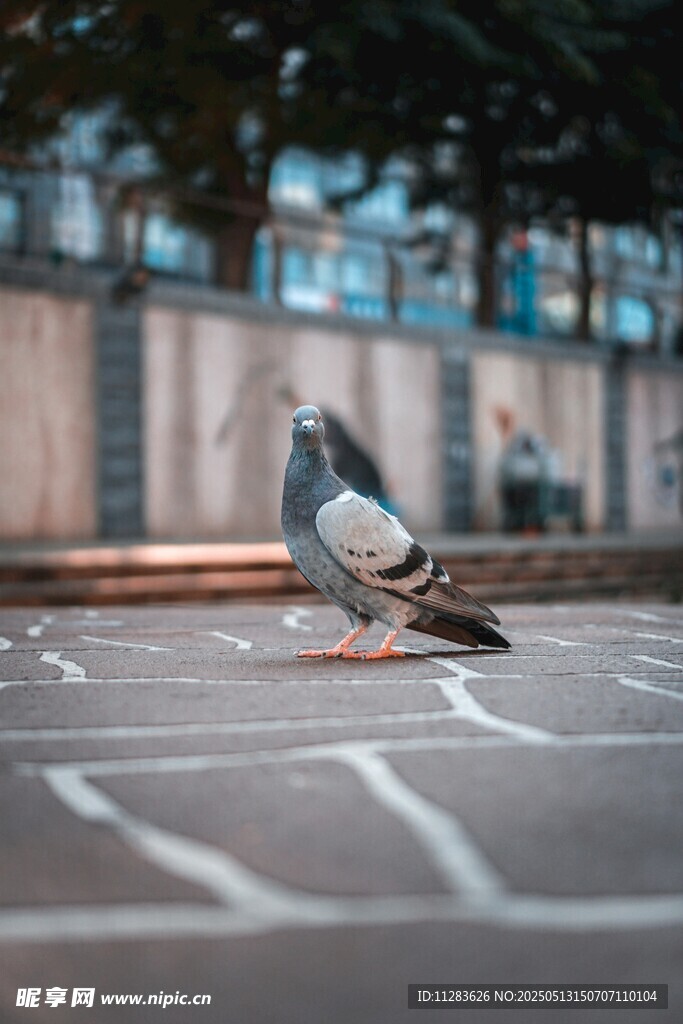 路上的两只鸽子