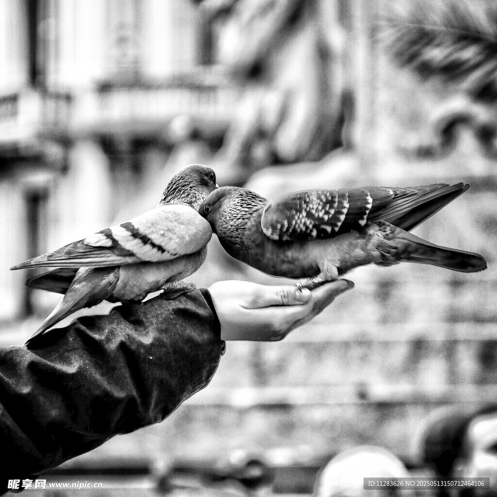 手托鸽子的温馨瞬间