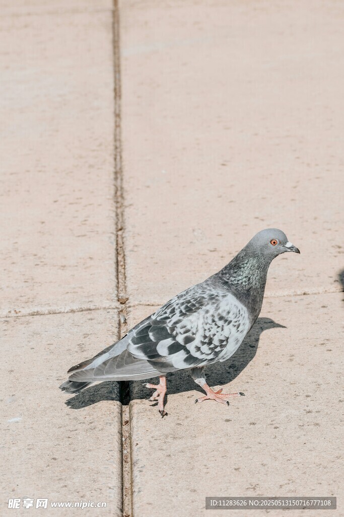 墙边的灰鸽子