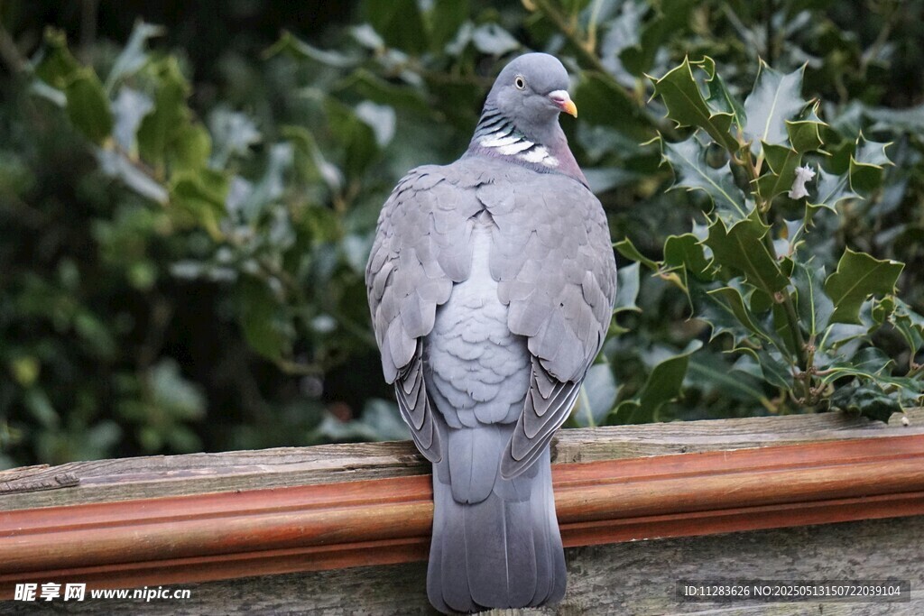 栖息于栏杆上的灰鸽子