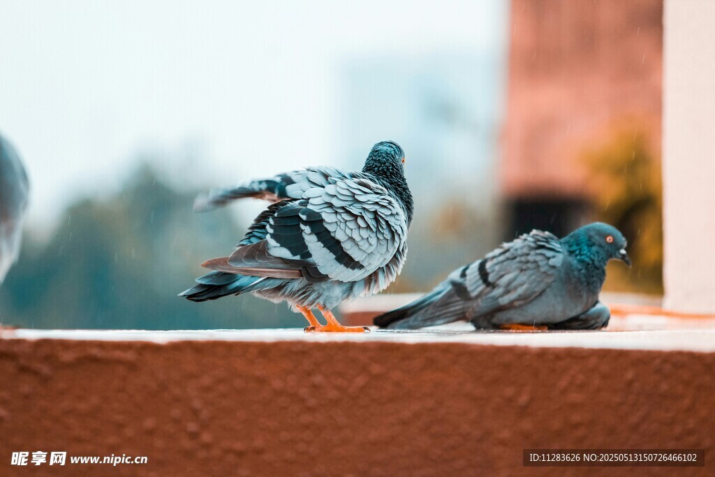 屋顶上休憩的两只鸽子