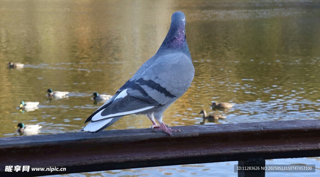 栏杆上的灰鸽