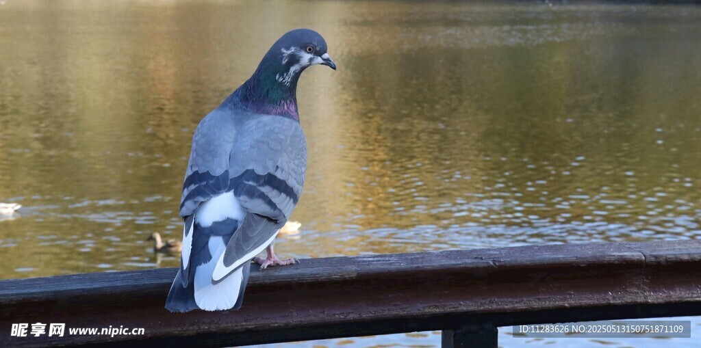 栏杆上的灰鸽