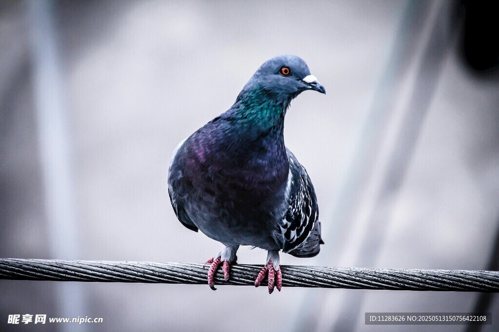 站在杆上的美丽鸽子