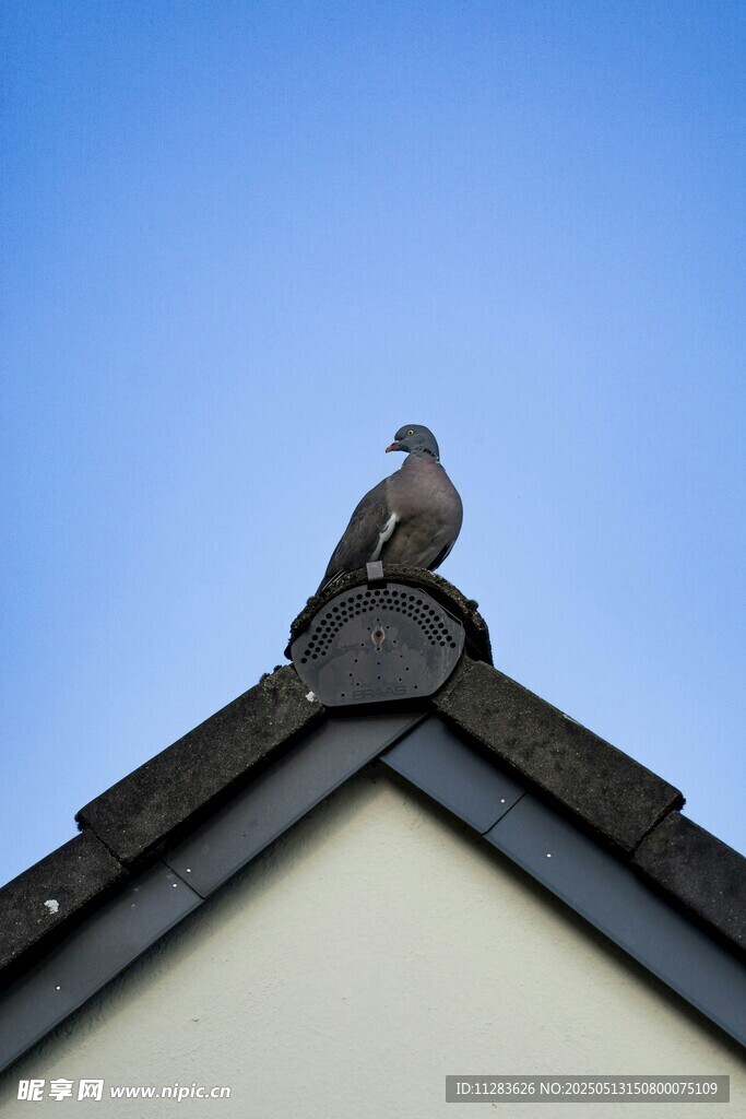 屋顶上的鸟