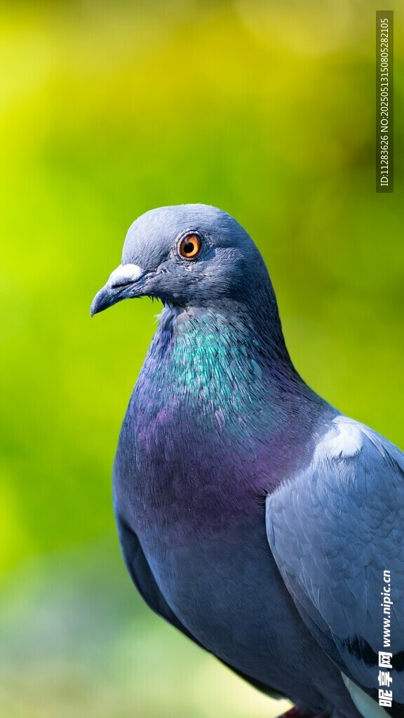 美丽鸽子特写