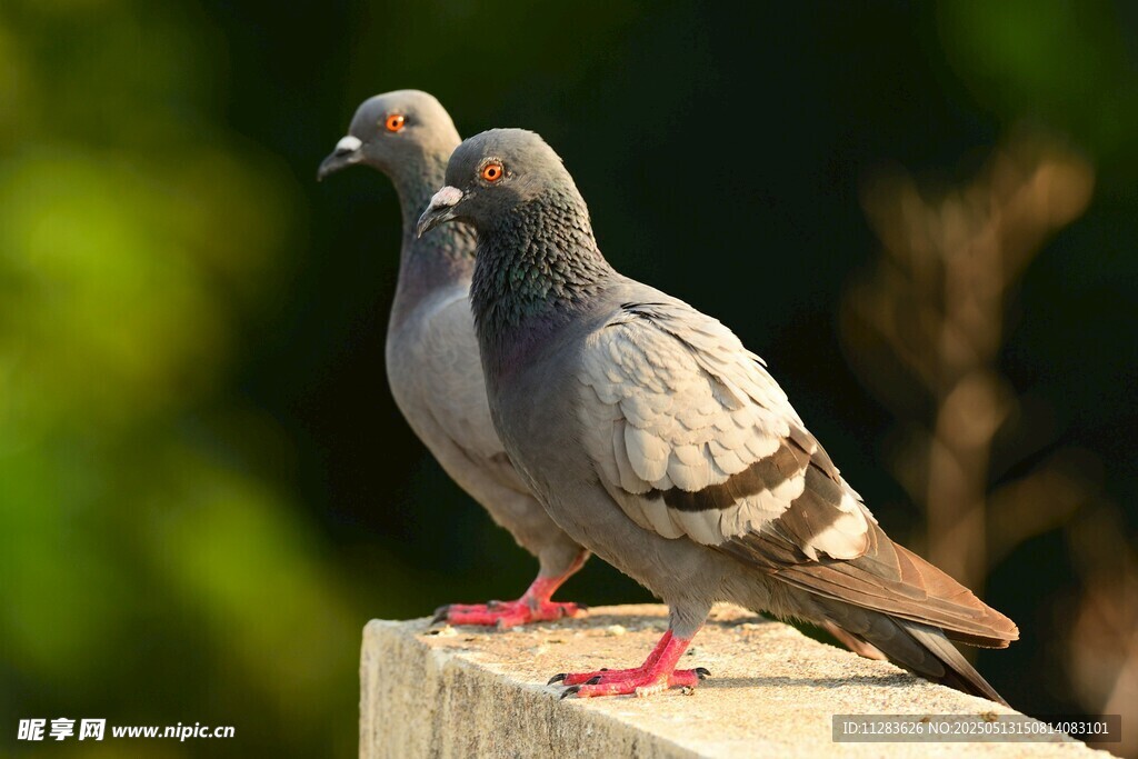 两只灰鸽立于石上