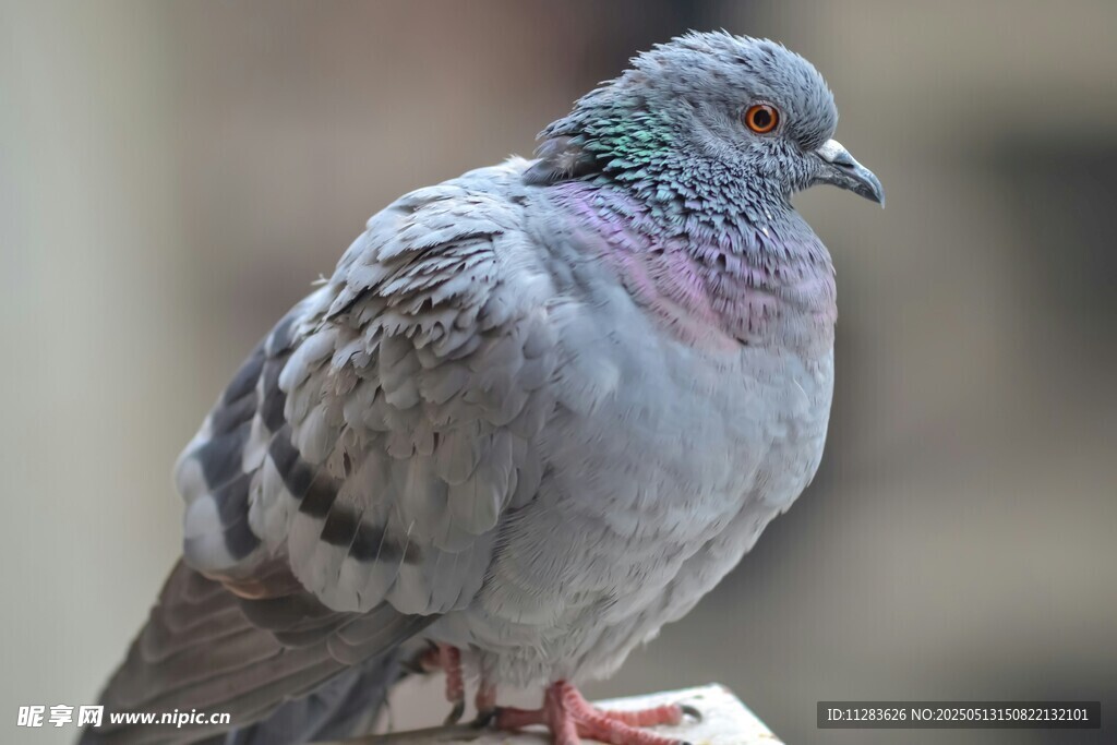 灰羽鸽子特写