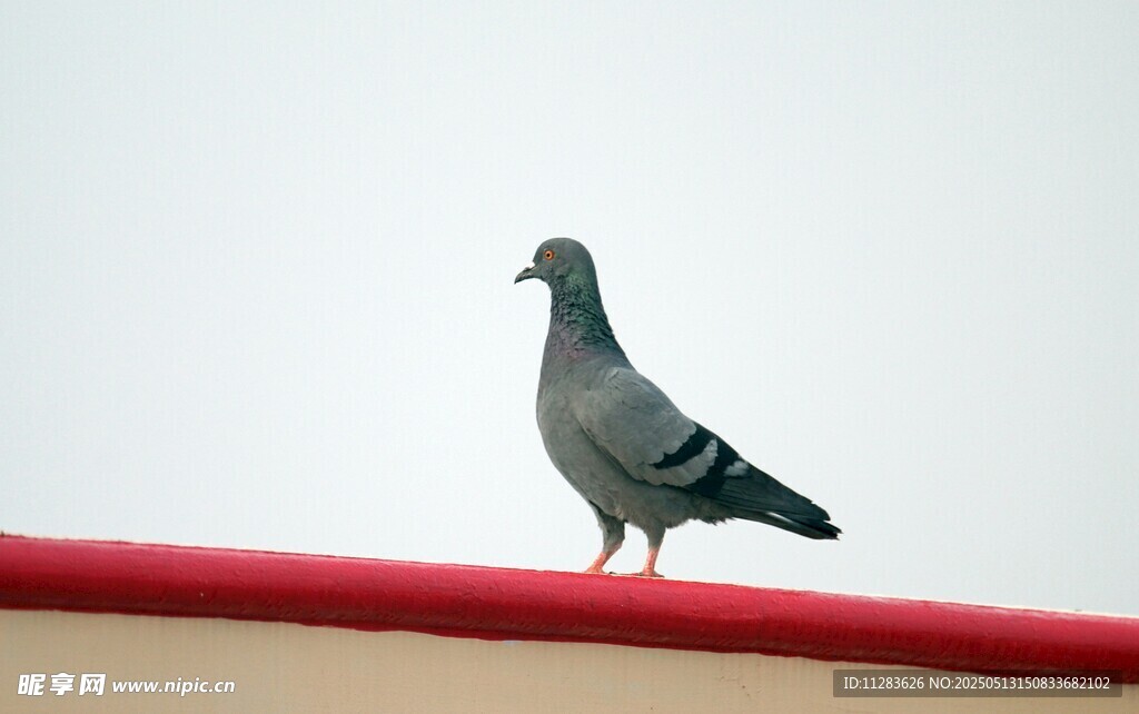 屋顶上的灰鸽