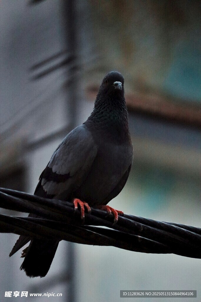 电线上的黑鸽