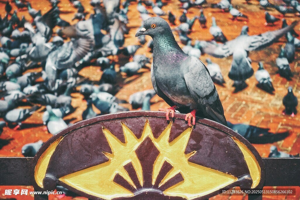 鸽群中的孤鸽