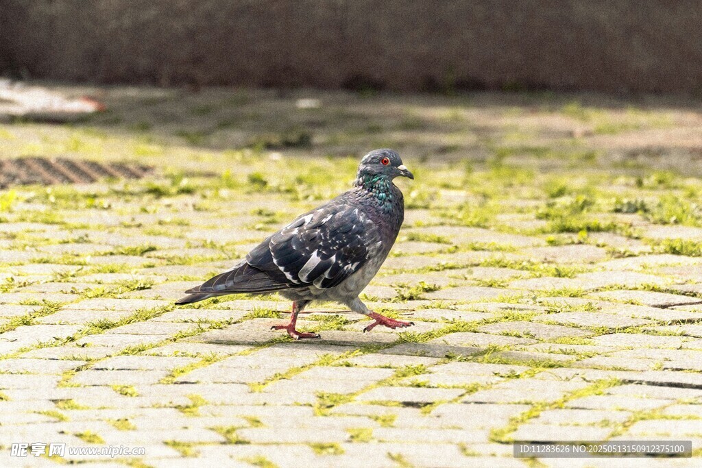 漫步的鸽子