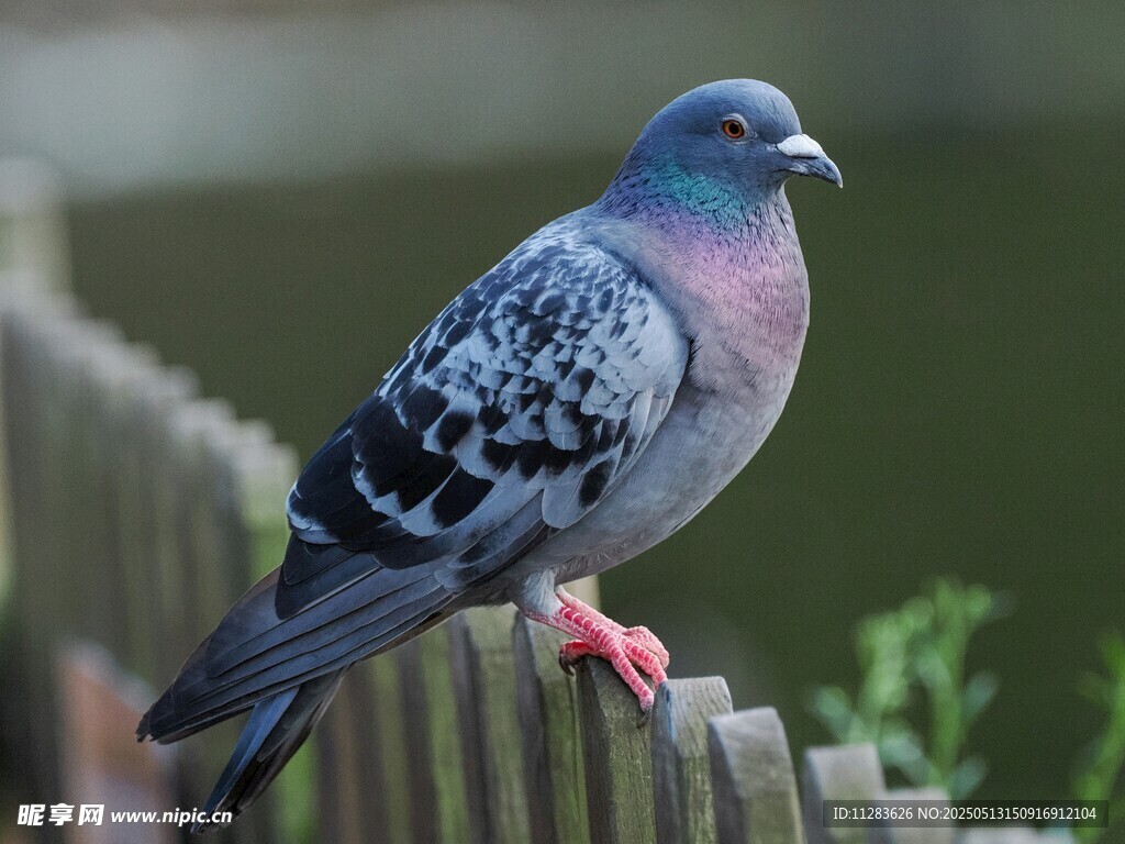 栅栏上的灰鸽子