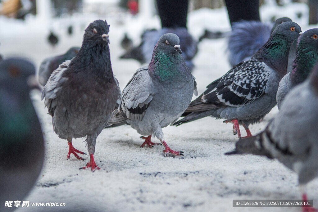 雪地中的群鸽