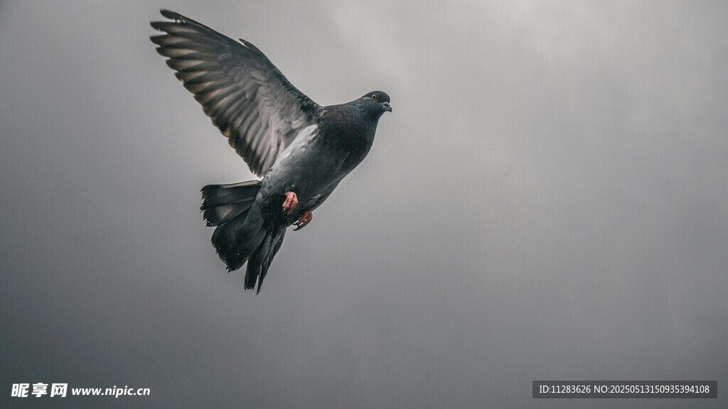 翱翔的鸽子