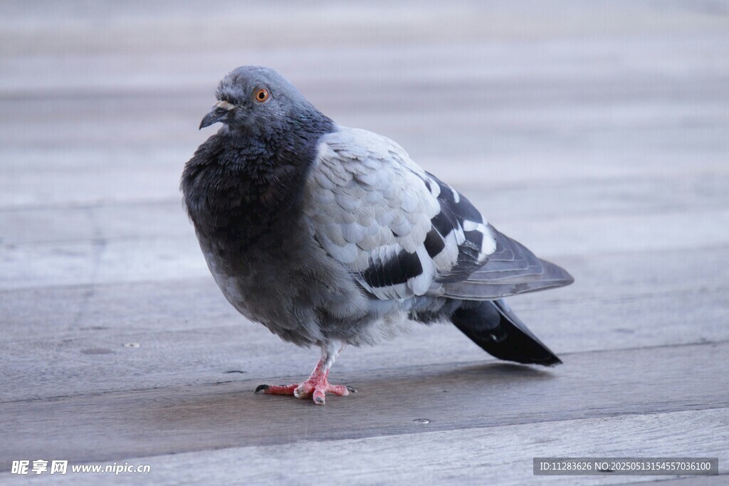 灰鸽立于木质地面