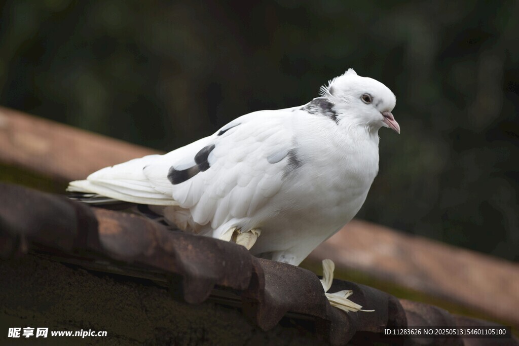 屋顶上的白鸽