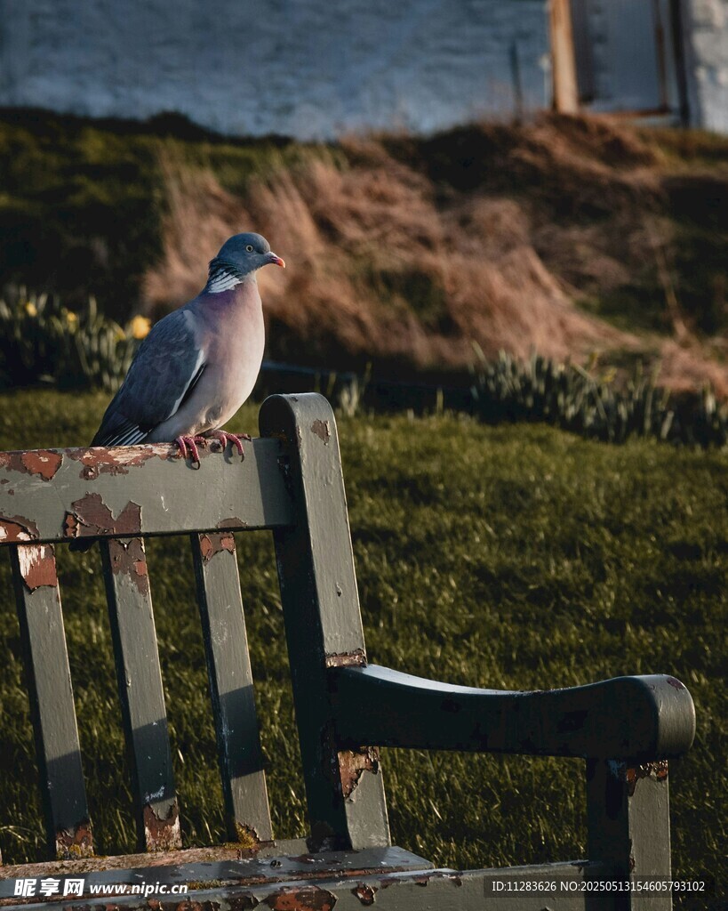 长椅上的鸽子