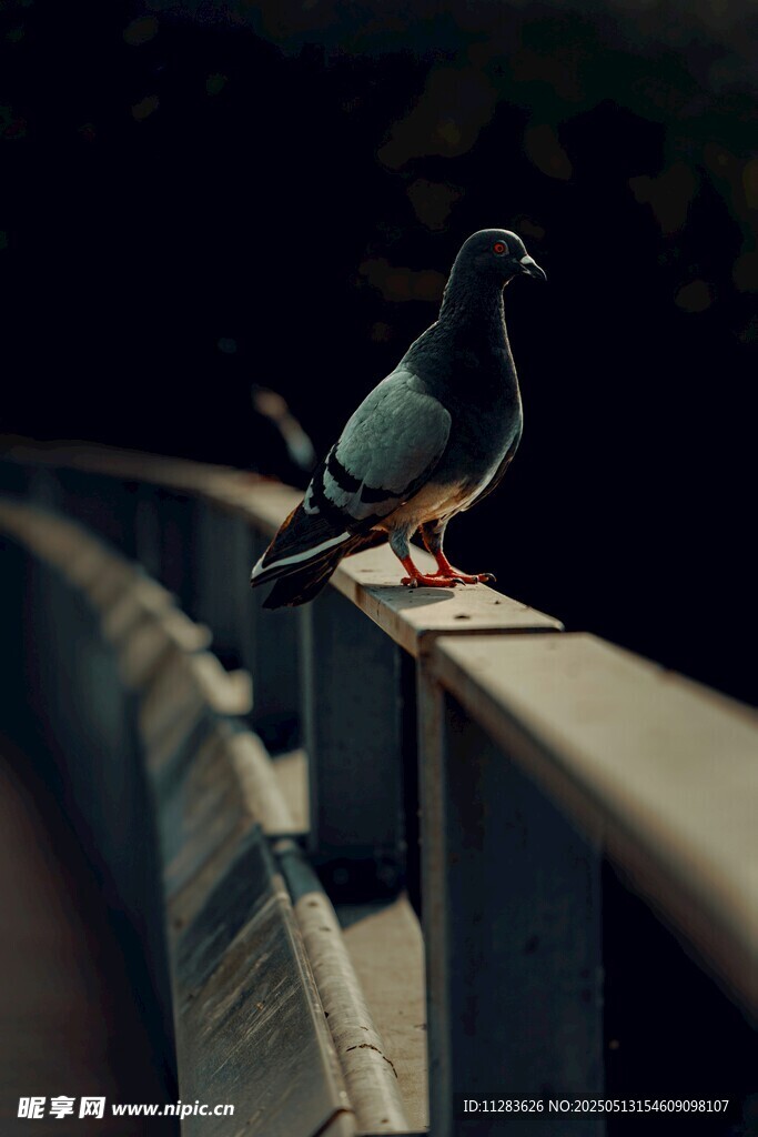 栏杆上的鸽子